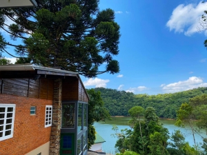  Araucaria 