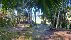  casa em palmeiras