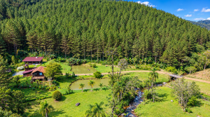  sitio em palmeiras