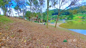  terreno em palmeiras