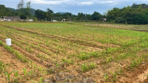  terreno em rio dos cedros