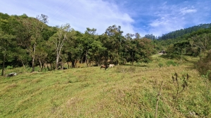  terreno em palmeiras rio dos cedros